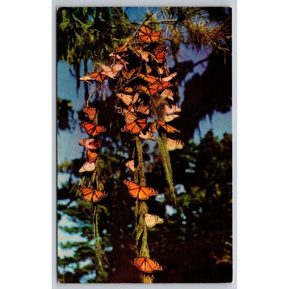 Postcard Monarch Butterflies Pacific Grove California Butterfly Tree Park c1970s - Picture 1 of 2